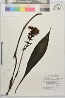 藏品(白鶴蘭)的圖片