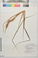 藏品()的圖片