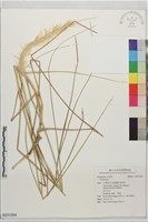 藏品()的圖片
