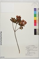 藏品(唐杜鵑、大屯杜鵑、中原氏杜鵑)的圖片