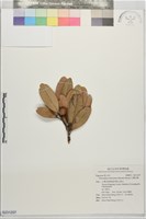藏品(台灣石櫟)的圖片