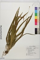 藏品(大葉穀精草)的圖片