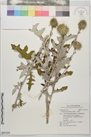 藏品(漏盧、山防風)的圖片