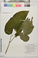 藏品(台北秋海棠)的圖片
