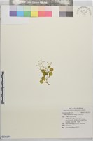 藏品(大葉火焰草)的圖片