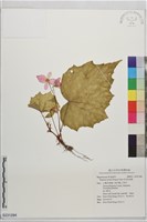 藏品(岩生秋海棠)的圖片