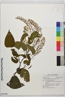 藏品(菊花木)的圖片