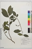 藏品(南仁五月茶)的圖片
