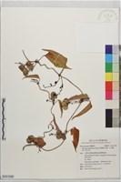 藏品(薄葉野山藥、日本薯蕷、野山菜)的圖片