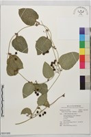 藏品(平柄菝契、西南菝契)的圖片