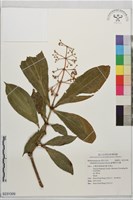 藏品(臺灣野牡丹藤)的圖片