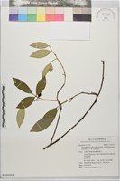 藏品(長果山桔)的圖片
