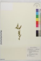 藏品(無柄田香草)的圖片