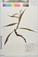 藏品(絨毛蓼)的圖片
