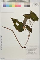 藏品(武威山秋海棠)的圖片