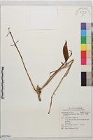 藏品(長果藤、芒毛苣苔)的圖片