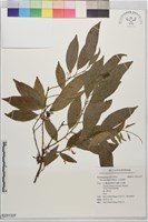 藏品(小花鼠刺)的圖片