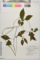 藏品(雙花龍葵、耳鉤草)的圖片