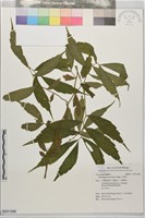 藏品(冷清草)的圖片