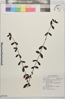 藏品(金毛耳草)的圖片