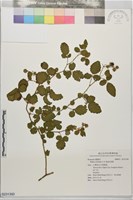 藏品(刺莓)的圖片