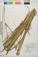 藏品(河王八)的圖片