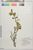 藏品(宜梧)的圖片