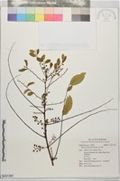 藏品(紅仔珠)的圖片