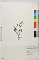 藏品(擬紫蘇草)的圖片