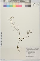 藏品(臺南見風紅)的圖片