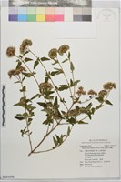 藏品(里龍山澤蘭)的圖片