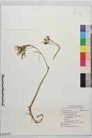 藏品(燈籠草)的圖片
