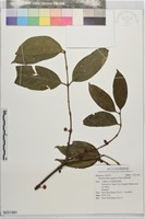 藏品(短刺虎刺)的圖片