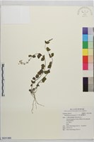 藏品(臺灣黃芩)的圖片