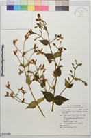 藏品(大漢山當藥)的圖片