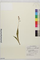 藏品(寶島羊耳蒜、寶島羊耳蘭)的圖片
