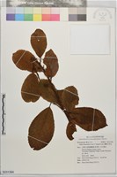 藏品(蘭嶼山桂花)的圖片