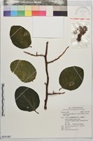 藏品(鈍葉毛果榕)的圖片