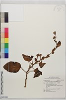 藏品(蘭嶼木耳菜)的圖片