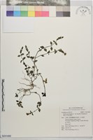 藏品(早田氏爵床)的圖片