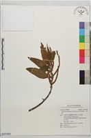 藏品(密花苧麻、木苧麻)的圖片