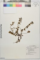 藏品(濱大戟)的圖片