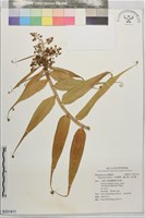 藏品(印度鞭藤、蘆竹藤、角仔藤)的圖片