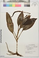 藏品(穗花斑葉蘭)的圖片