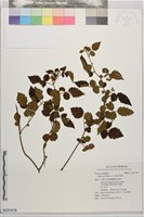 藏品(刺莓)的圖片