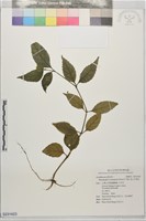 藏品(直立半插花)的圖片