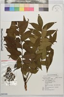 藏品(木蠟樹、山漆)的圖片