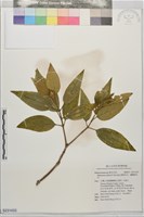 藏品(基尖葉野牡丹、蘭嶼野牡丹)的圖片