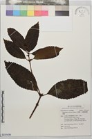 藏品(金粟蘭、珠蘭雞腳蘭茱蘭)的圖片