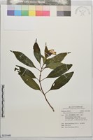 藏品(毛玉葉金花)的圖片
